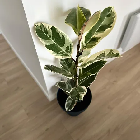 Apartament - La Roche-jaudy-france *